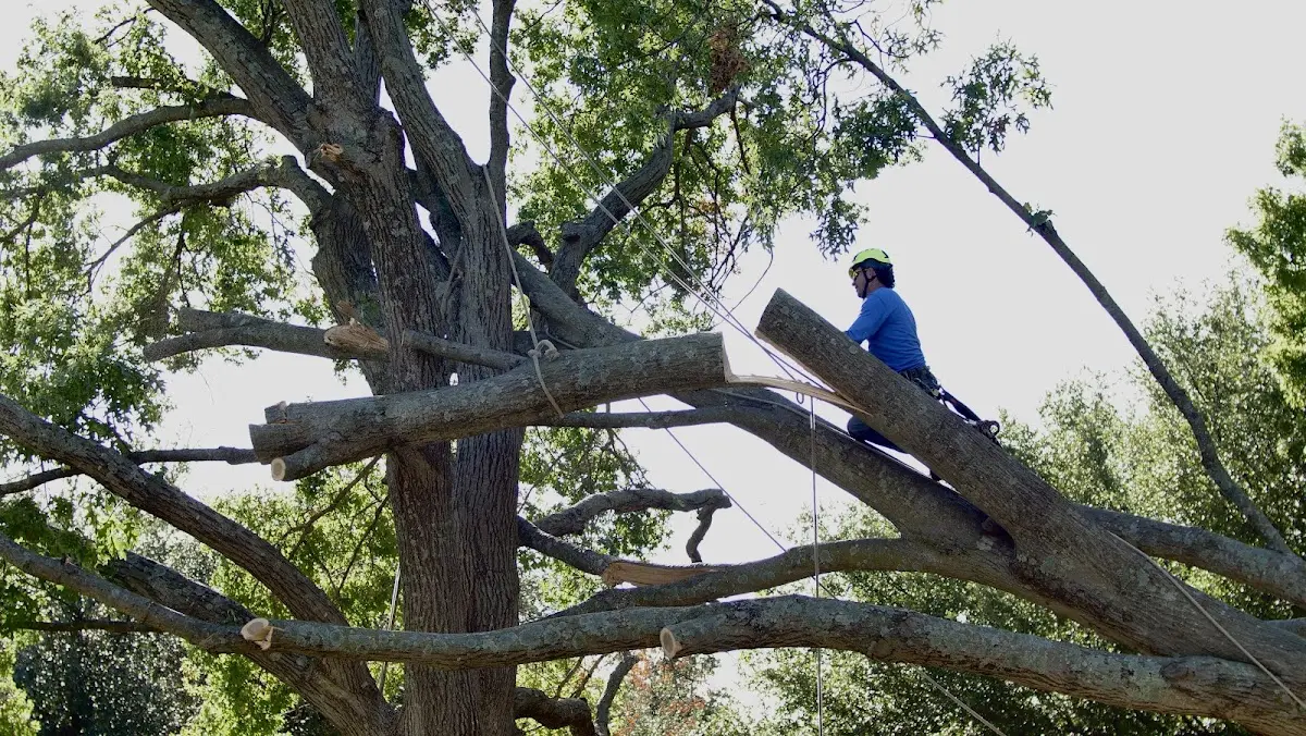 Professional Crown Thinning performed by certified arborists in Hanna